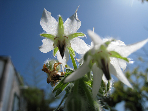 Borage