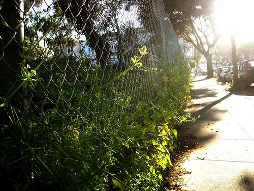 Nature in the City