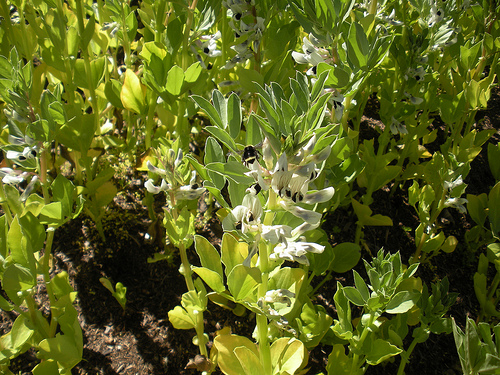 Favas