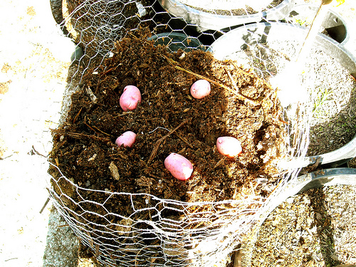 potato towers