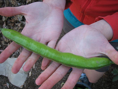 Fava