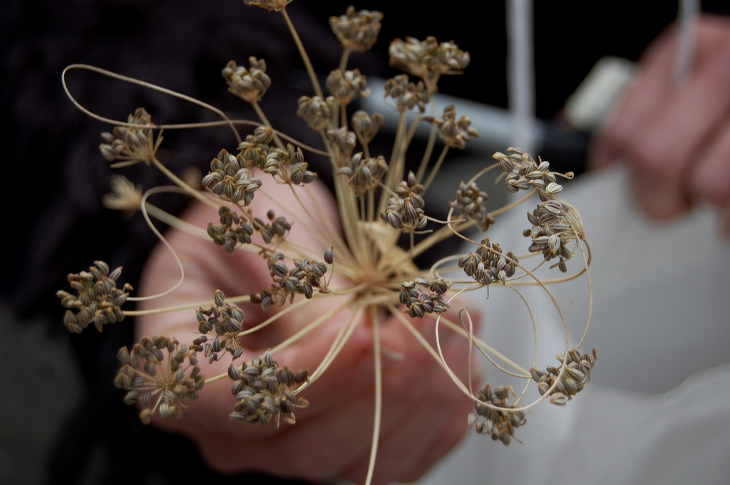 Parsley seeds