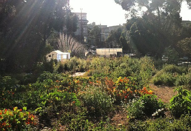 hayes-valley-farm_by_kelsey-roeder
